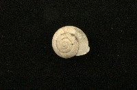 藏品(扁蝸牛)的圖片